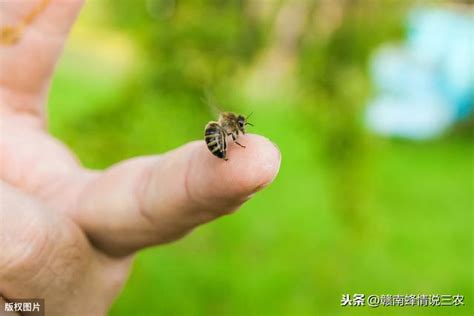 蜜蜂在家裡|蜜蜂進家裡有什麼預兆，網友們來看看